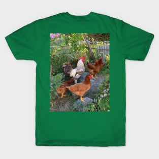 The rooster and his hens T-Shirt